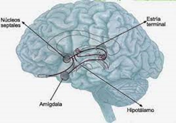 utilidad-de-la-hipnosis-en-el-tratamiento-de-las-conductas-areas-subcorticales