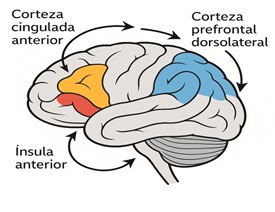 Modulación neurofuncional de la hipnosis clínica